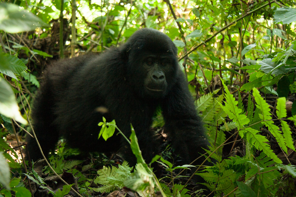The Bitukura Gorilla Family is one of the most popular gorilla groups in Ruhija and is known for its calm nature and relatively peaceful