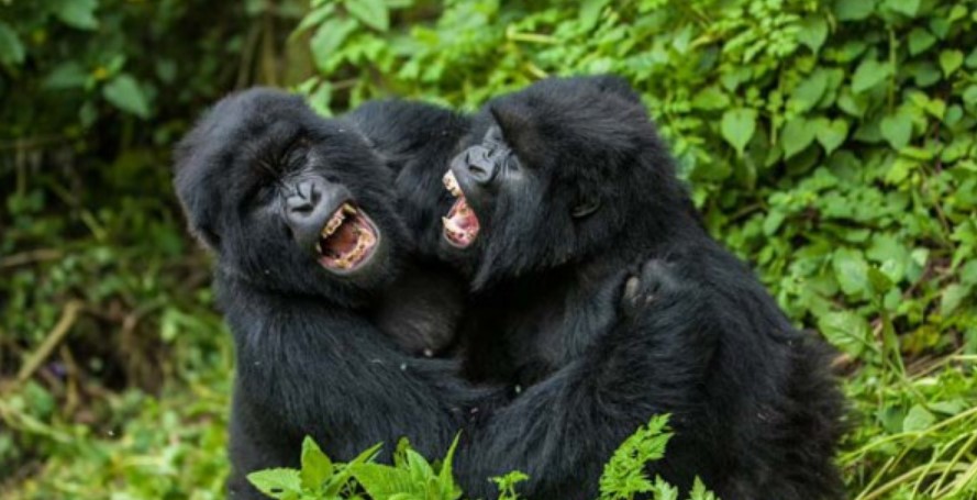 The Bushaho Gorilla Family split from the Nkuringo group and is admired for its peaceful behavior 