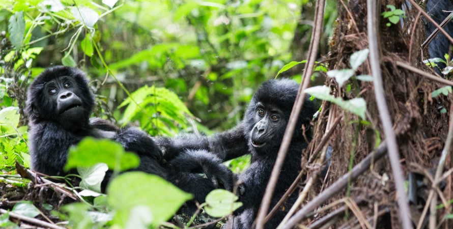 Busingye Gorilla Family