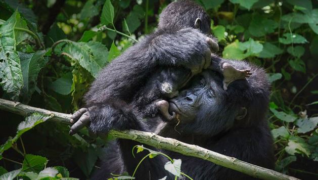 The Bweza group separated from the Nshongi family and is admired for its calm nature and