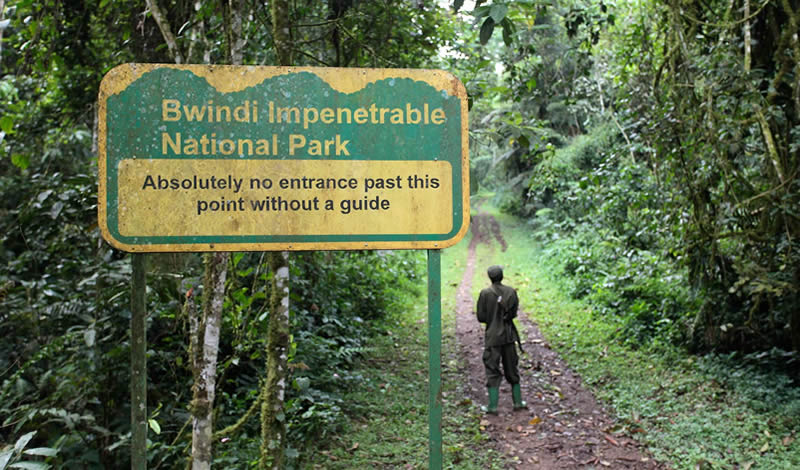 Bwindi Impenetrable National Park is the centerpiece of Gorilla Trekking and Nile Safari Uganda itineraries and is home to nearly half of the world's