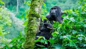 Mountain Gorilla in Bwindi Impenetrable National Park