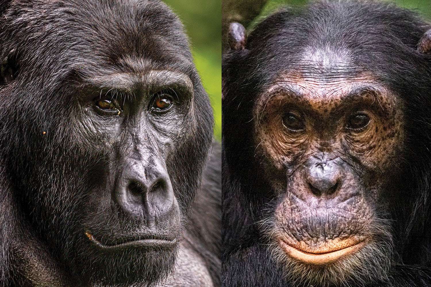 Chimpanzee Tracking and Gorilla Trekking Experience