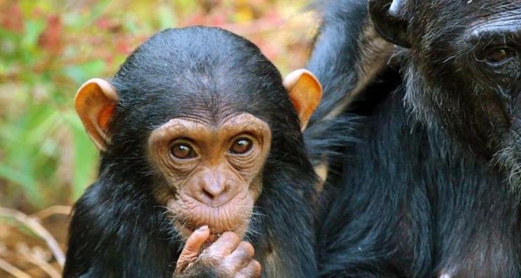 Chimpanzee Tracking Experience