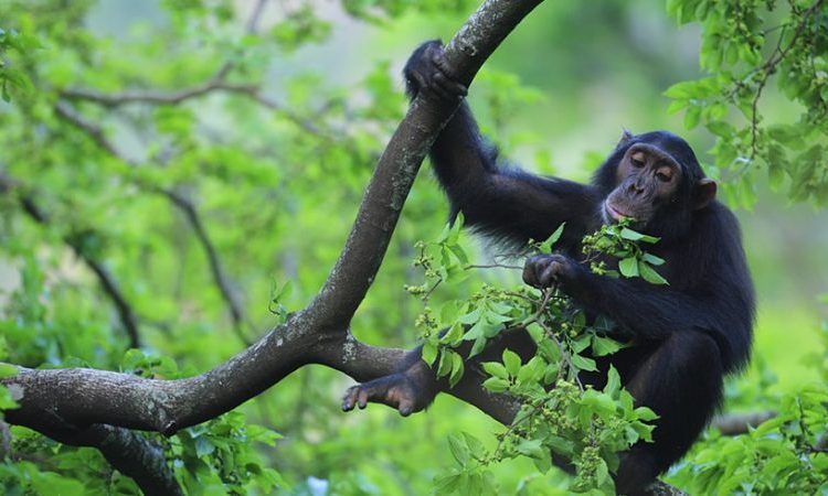 Chimpanzee Tracking in Kibale National Park