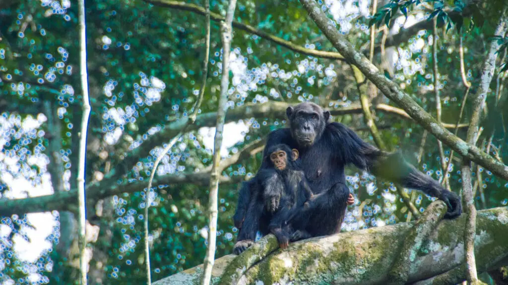 Luxury Chimpanzee Tracking Safari