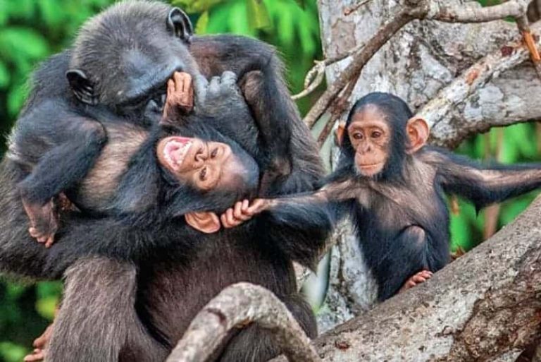 Many luxury travelers seek meaningful connections with conservation initiatives that protect mountain gorillas and their habitats. Conservation-focused experiences may include visits with researchers, community projects, wildlife education programs, and