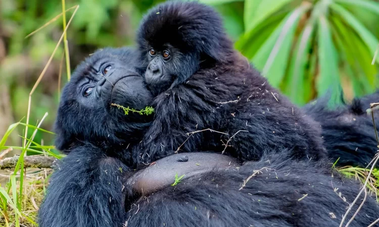Luxury Gorilla Holidays in East Africa