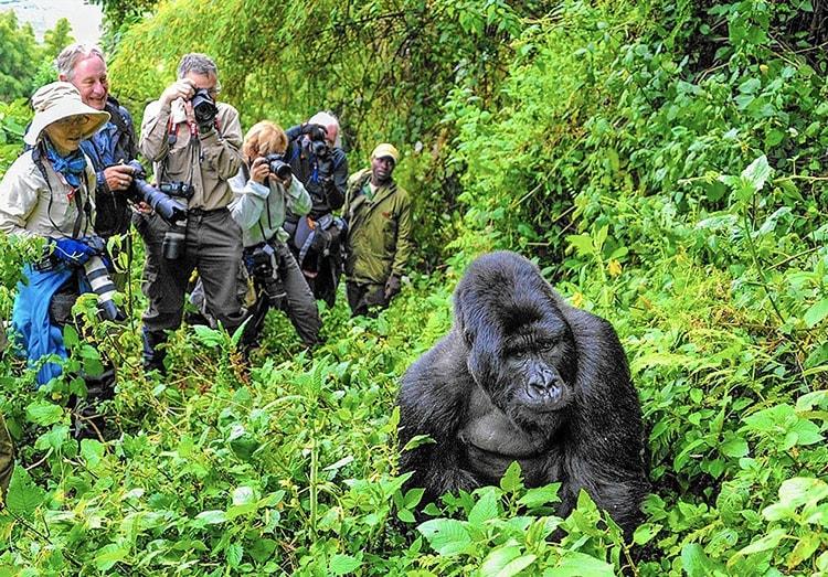 East Africa Luxury Gorilla Safaris