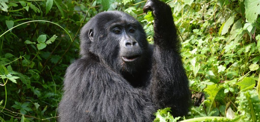Luxury East Africa Gorilla Safari Experience