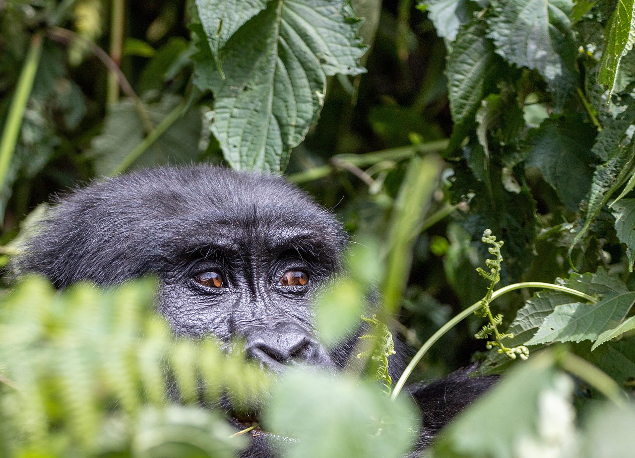 One of the most popular luxury safari combinations pairs mountain gorilla trekking with traditional African wildlife safaris. Travelers enjoy intimate gorilla encounters before continuing to destinations famous for lions, elephants, leopards, buffaloes, and rhinos. This combination creates one of Africa’s most complete wildlife