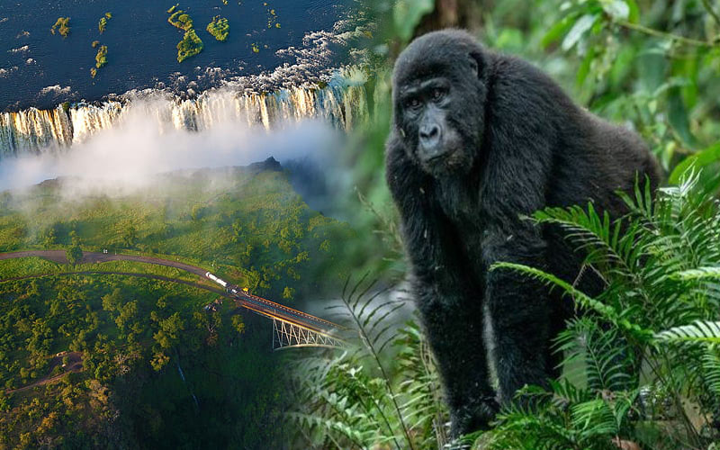Gorilla Trekking and Victoria Falls Luxury Safari