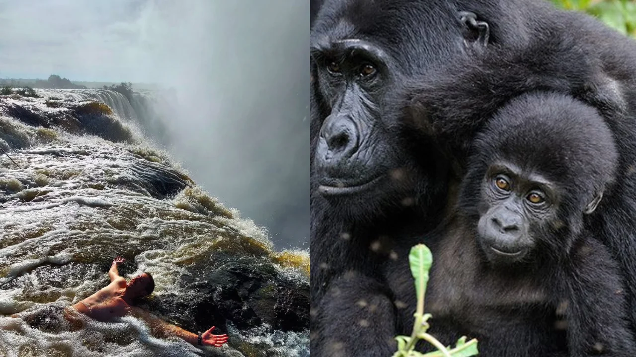 Luxury Gorilla Trekking and Victoria Falls Experience