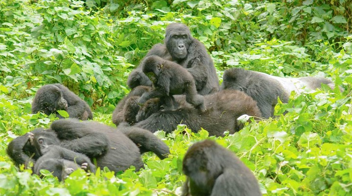 Habinyanja Gorilla Family