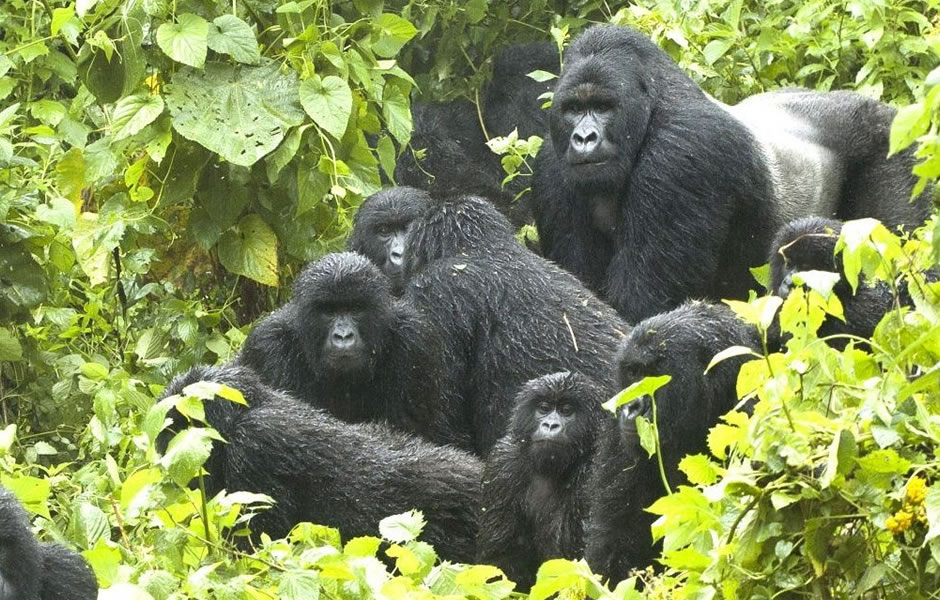 This family is famous for its social interactions and dynamic group