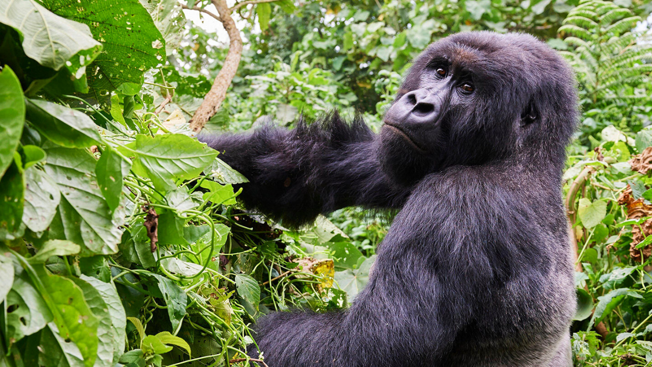 The Humba Gorilla Family is one of the most admired gorilla groups in Virunga and is known for its calm behavior and scenic trekking routes through the park’s forested volcanic slopes. Luxury travelers often enjoy peaceful and rewarding encounters with this family because the group tends to display relaxed social interactions within beautiful