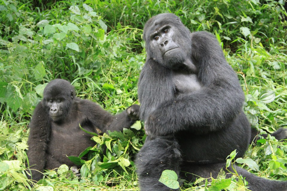The Kabirizi Gorilla Family is famous for its powerful silverback and energetic family interactions within the rainforest environment. The family was named after a former park ranger and has become highly popular among luxury travelers because of its active movement and dramatic wildlife encounters. Visitors often enjoy watching juveniles play, mothers care for infants, and the dominant silverback carefully monitor the group while trekking through