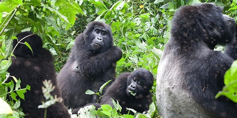 The Kahungye Gorilla Family is one of the most popular and stable gorilla groups in Rushaga. The family is known for its calm social structure, large group size, and scenic trekking routes through southern Bwindi’s mountain forests. Luxury travelers often appreciate the balanced trekking experience offered by the Kahungye 