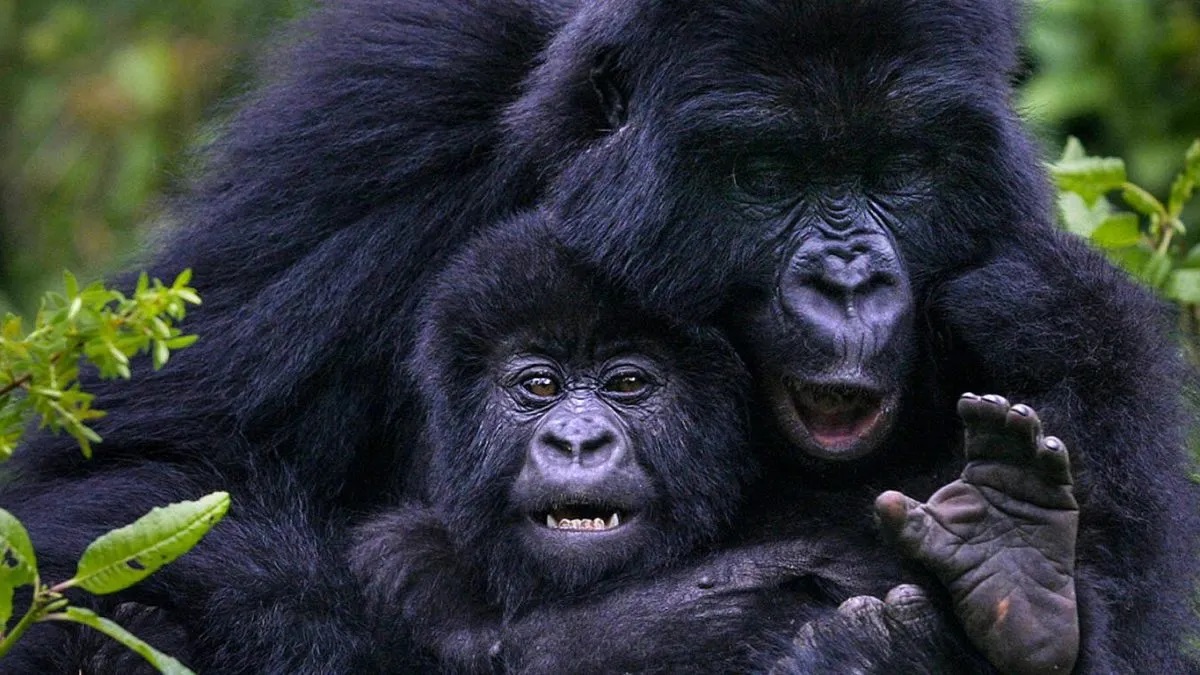 Luxury Gorilla Trekking in Nkuringo provides access to several habituated 