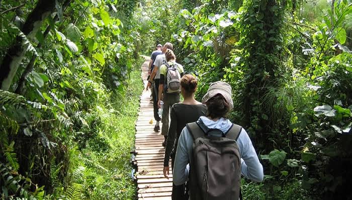Kibale National Park is widely regarded as the primate capital of East Africa and offers the finest chimpanzee tracking experiences on the continent. The park is home to one of 