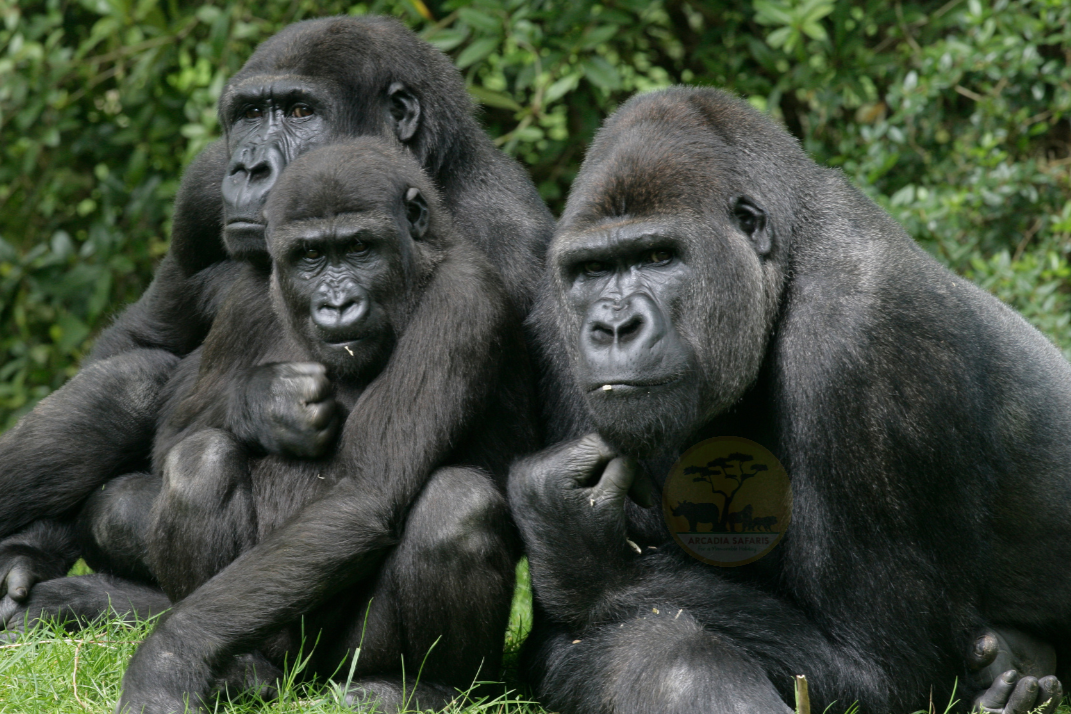 The Mukiza Gorilla Family separated from the Kyaguliro