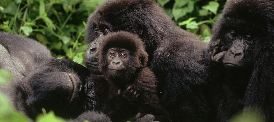 The Lulengo Gorilla Family offers intimate wildlife encounters within