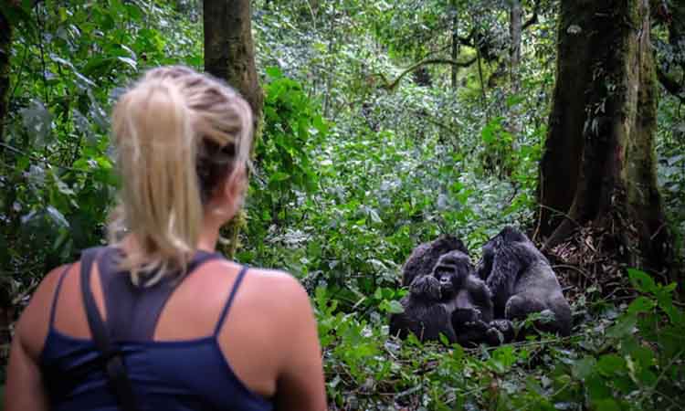Luxury Fly-In Gorilla Safaris Tourism