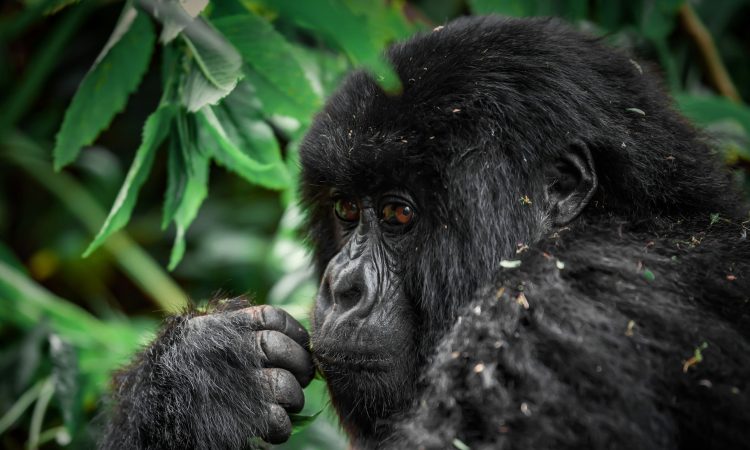Luxury Fly-In Gorilla Safaris Tours