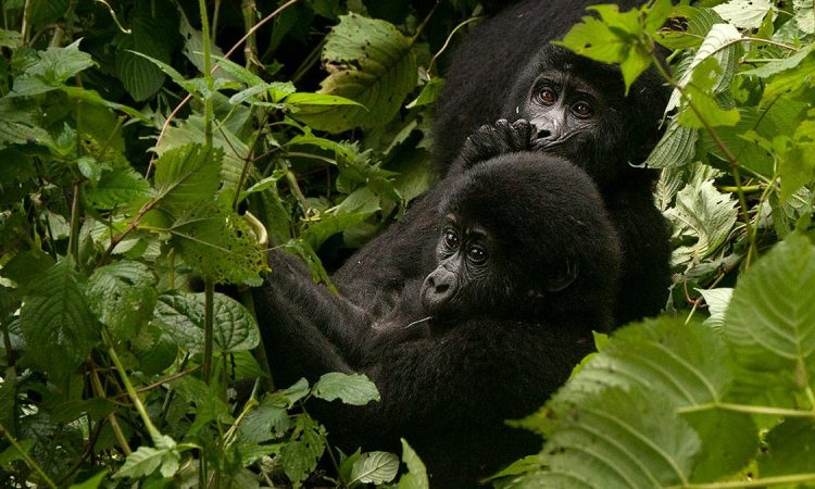 Luxury Gorilla Safari Packages 2026 Blog