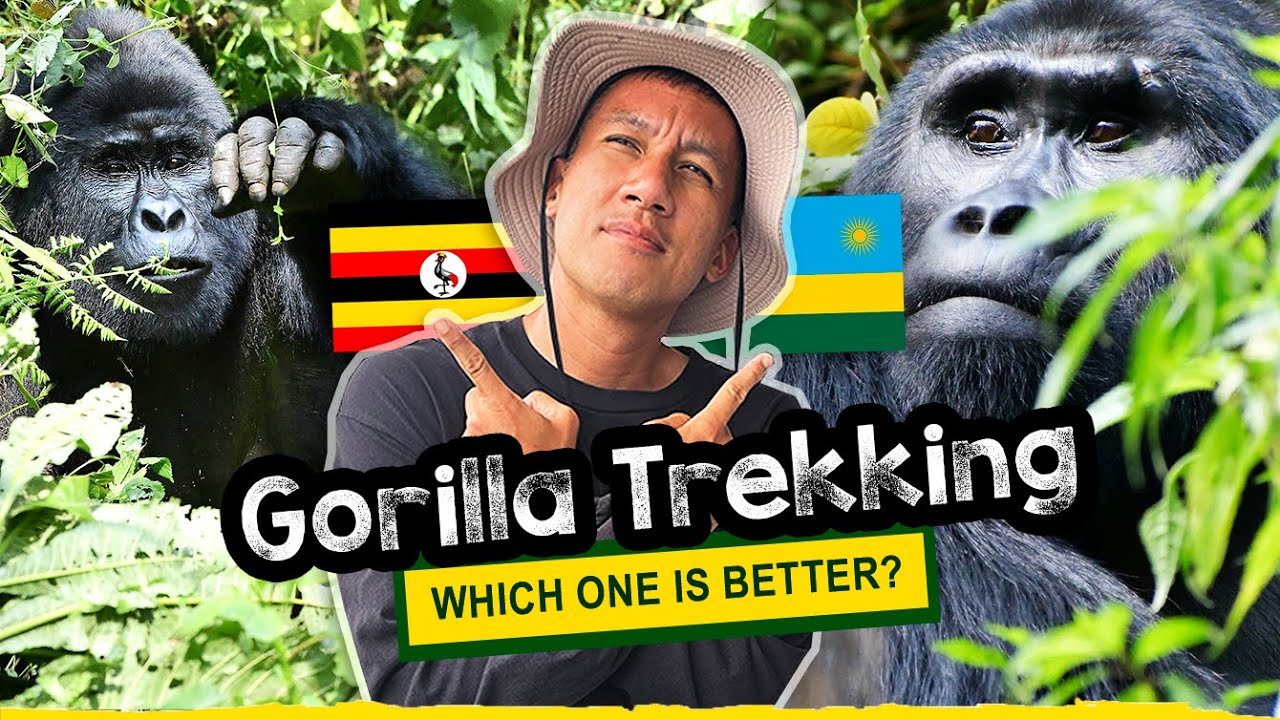 Luxury Gorilla Trekking Prices 2026