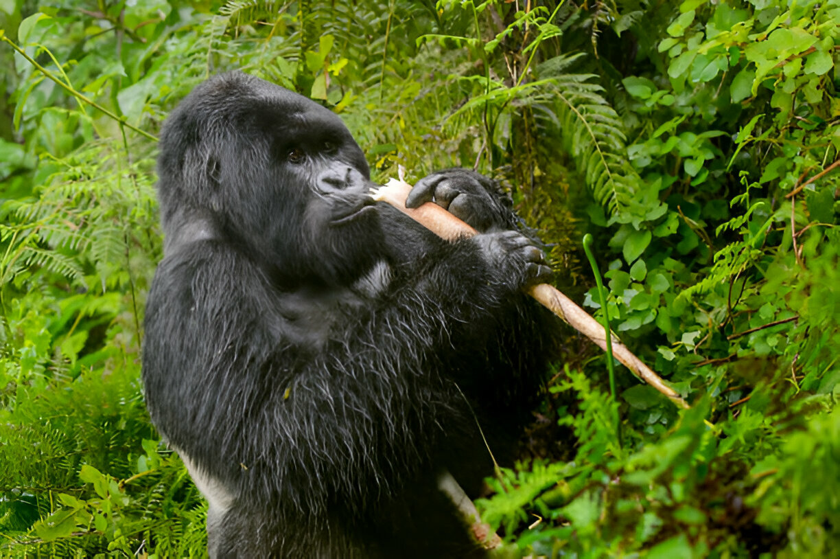 Luxury Gorilla Trekking Cost Guide 2026