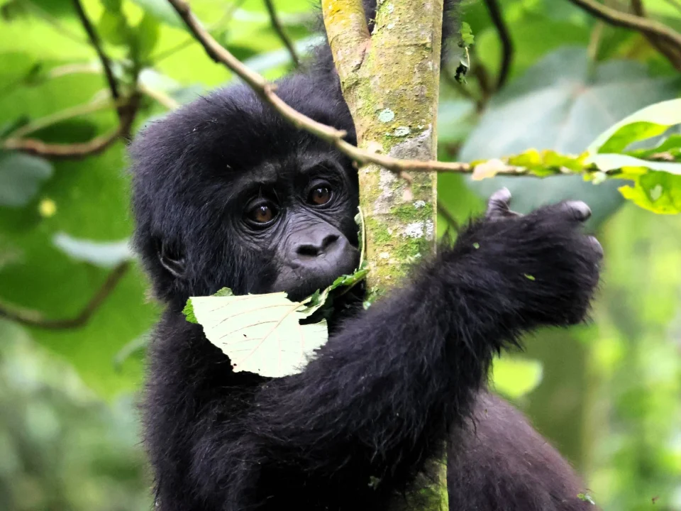Luxury Gorilla Trekking Packages and Prices 2026