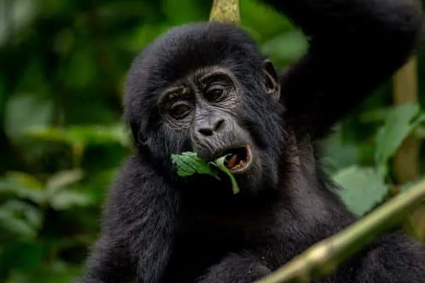 Luxury Gorilla Trekking and Chimpanzee Safari