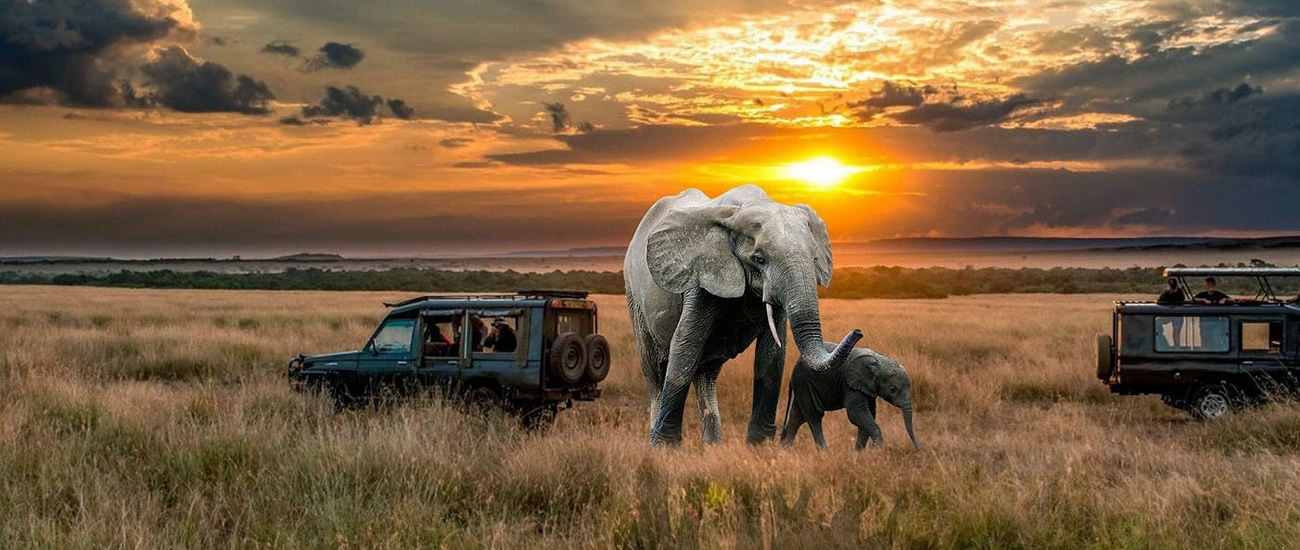 Luxury Gorilla Trekking and Masai Mara Safari