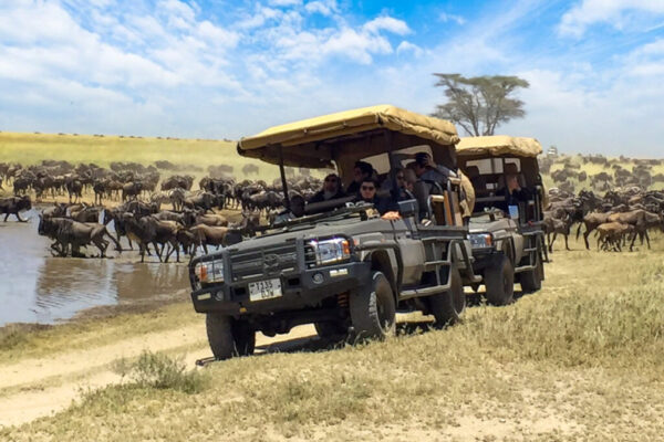 Luxury Gorilla Trekking and Serengeti Safari Experience