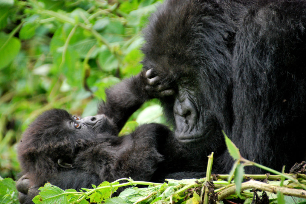 Luxury Gorilla Trekking and Serengeti Safari