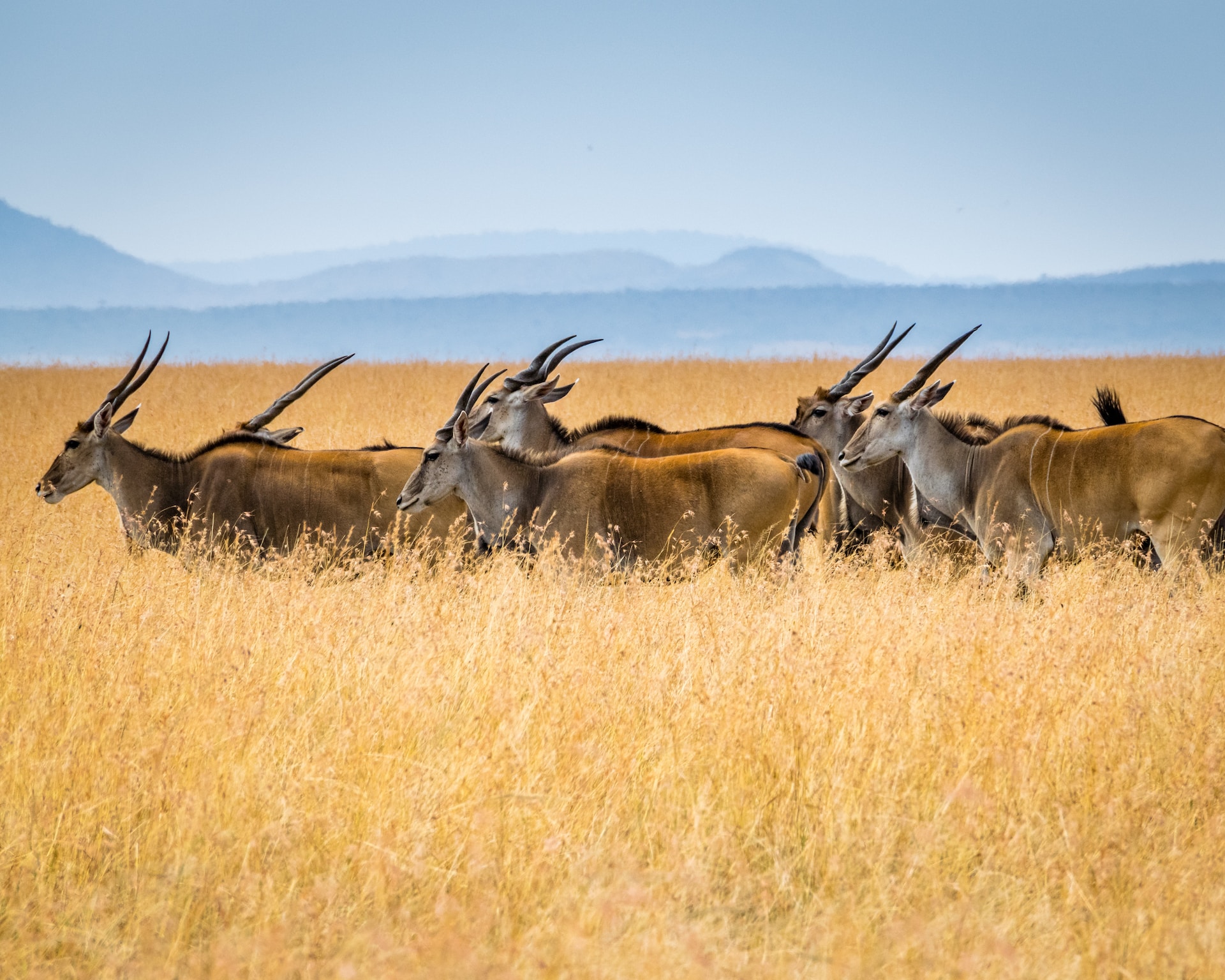 Serengeti National Park is one of Africa’s most iconic safari destinations and forms the 