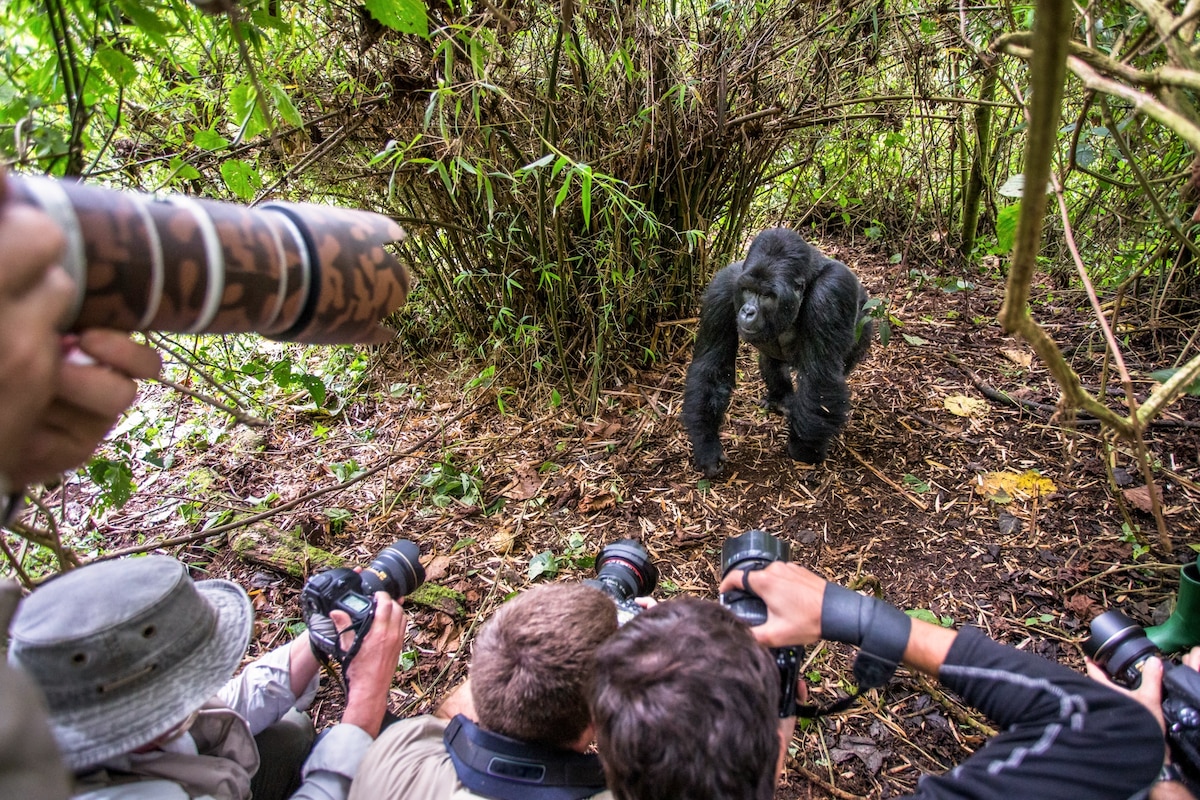 Luxury Gorilla Trekking Safari Adventure