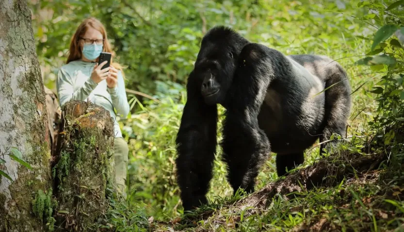 Luxury Gorilla Trekking and Zanzibar Honeymoon