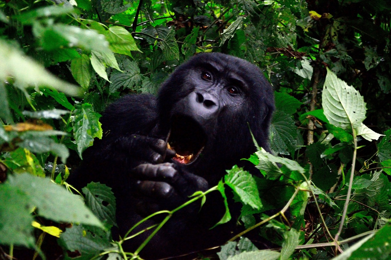 Luxury gorilla trekking and Zanzibar honeymoon experience