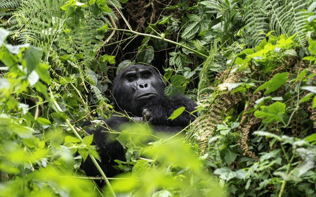 Luxury Gorilla Trekking in Ruhija Forest