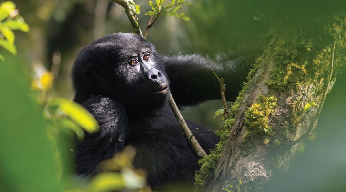 Luxury Gorilla Trekking in Ruhija