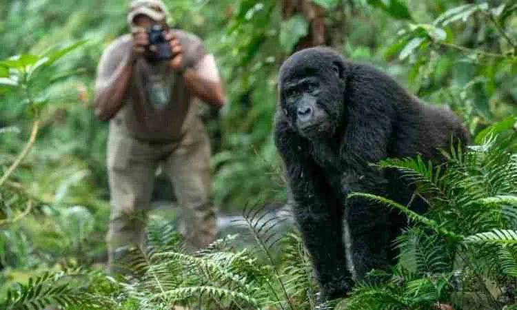 Luxury Gorilla Trekking with Butler Service