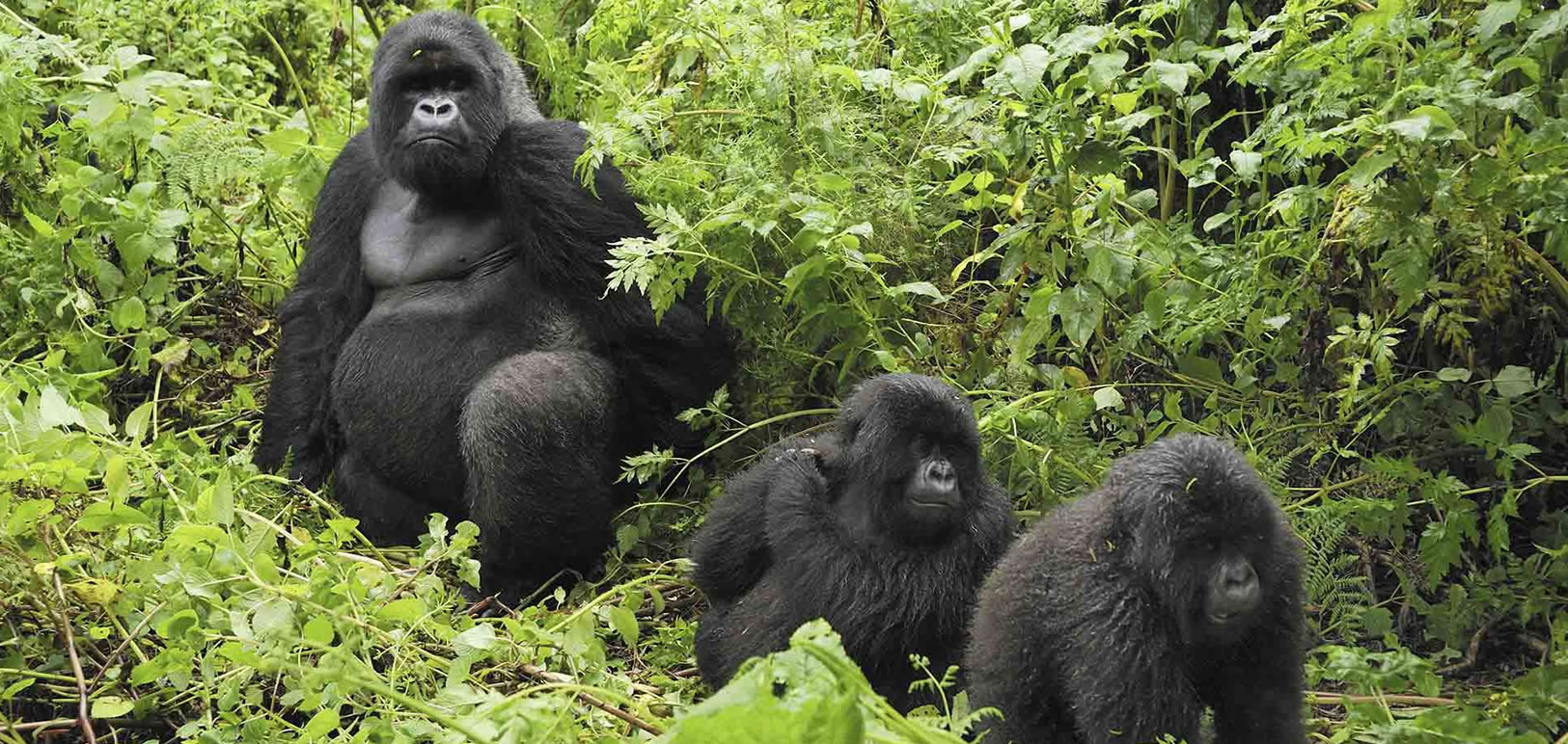 Luxury Fly-In Gorilla Trekking Safari