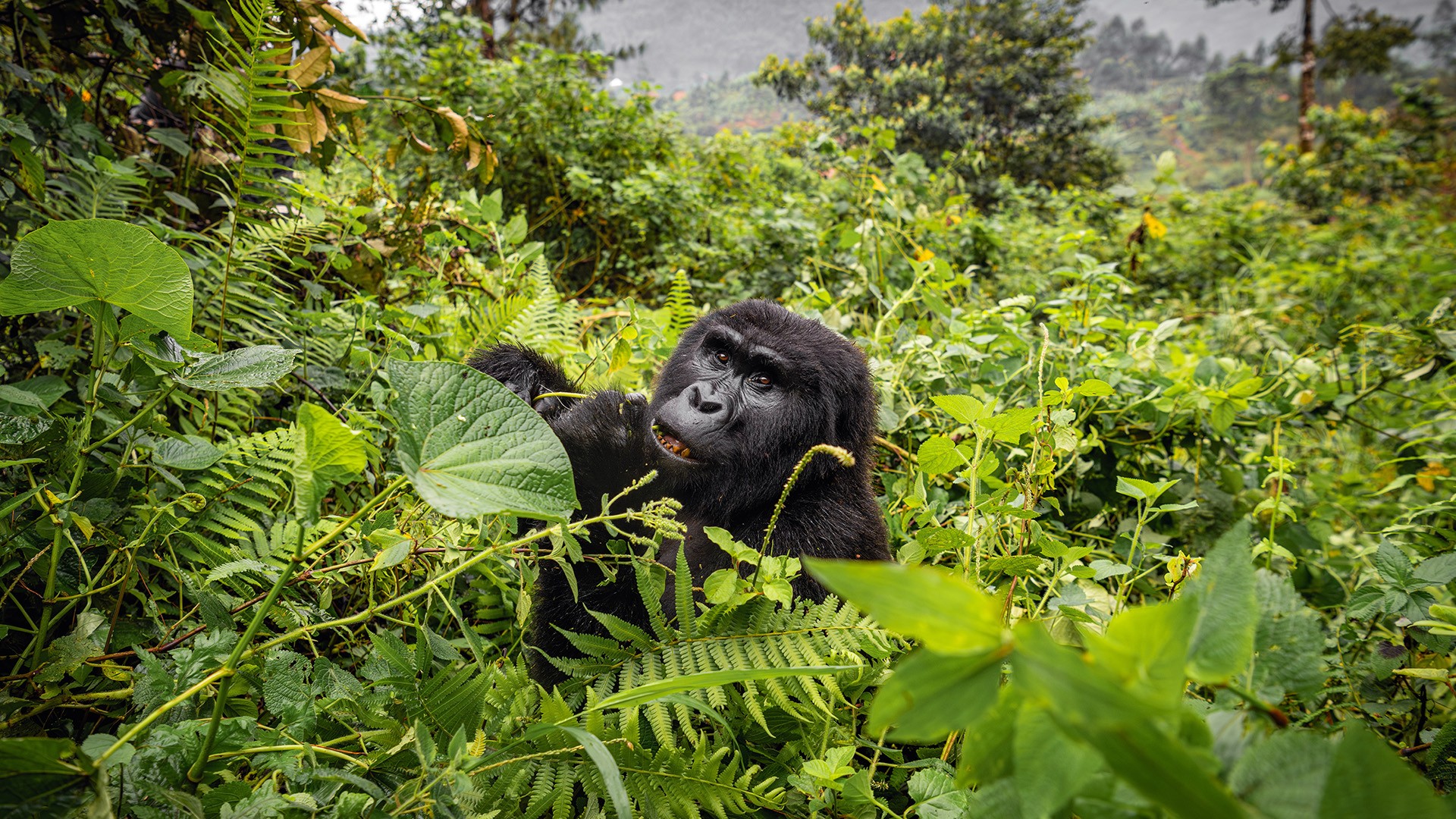 These luxury lodges accessible through Luxury Gorilla Trekking with Chartered Flights provide exceptional hospitality carefully designed for ultra-luxury travelers seeking comfort,