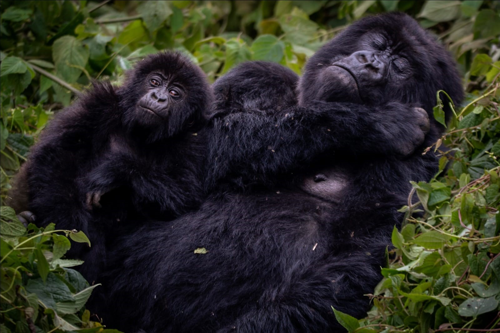 The Mishaya Gorilla Family split from the Nshongi group and became known for its energetic silverback and active social behavior. Luxury travelers often enjoy observing the