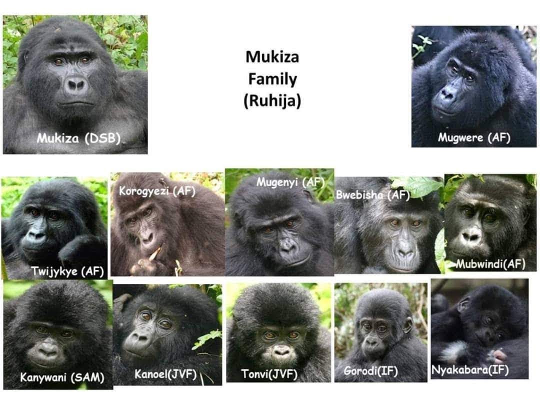 The Mukiza Gorilla Family separated from the Kyaguliro group and became known for its 