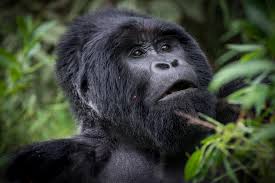 The Munyaga Gorilla Family is one of the most accessible gorilla groups in Virunga National Park and is appreciated for its relatively calm nature and rewarding gorilla sightings. The family provides excellent
