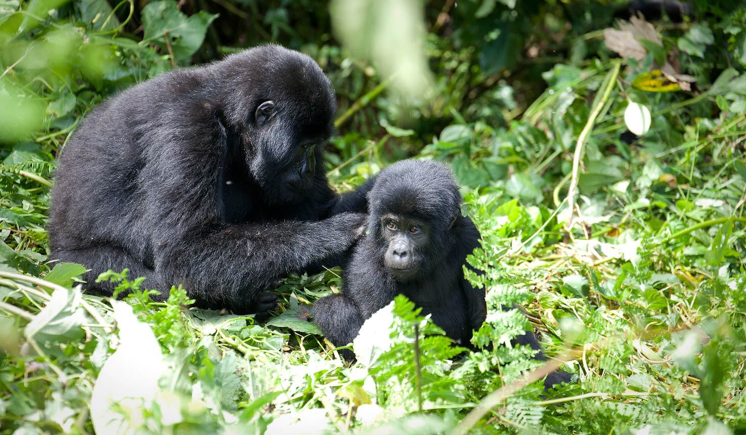 Nshongi Gorilla Family