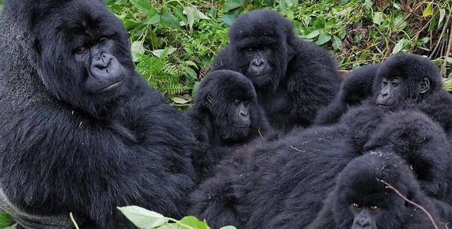 Luxury Gorilla Trekking in Rushaga offers one of the most exclusive and diverse gorilla safari experiences in Bwindi Impenetrable National Park. Located in the southern sector of the park, Rushaga is famous for its high concentration of habituated mountain gorilla families, breathtaking forest landscapes, luxury safari lodges, and exceptional trekking opportunities. Luxury travelers visiting Rushaga enjoy intimate encounters with
